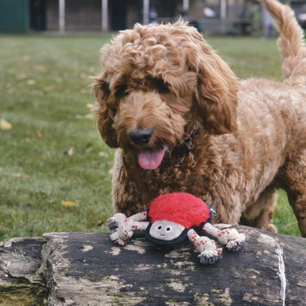 Beco Dog Toy Spider | Floats Squeaks Sustainable Material - Dog Toys