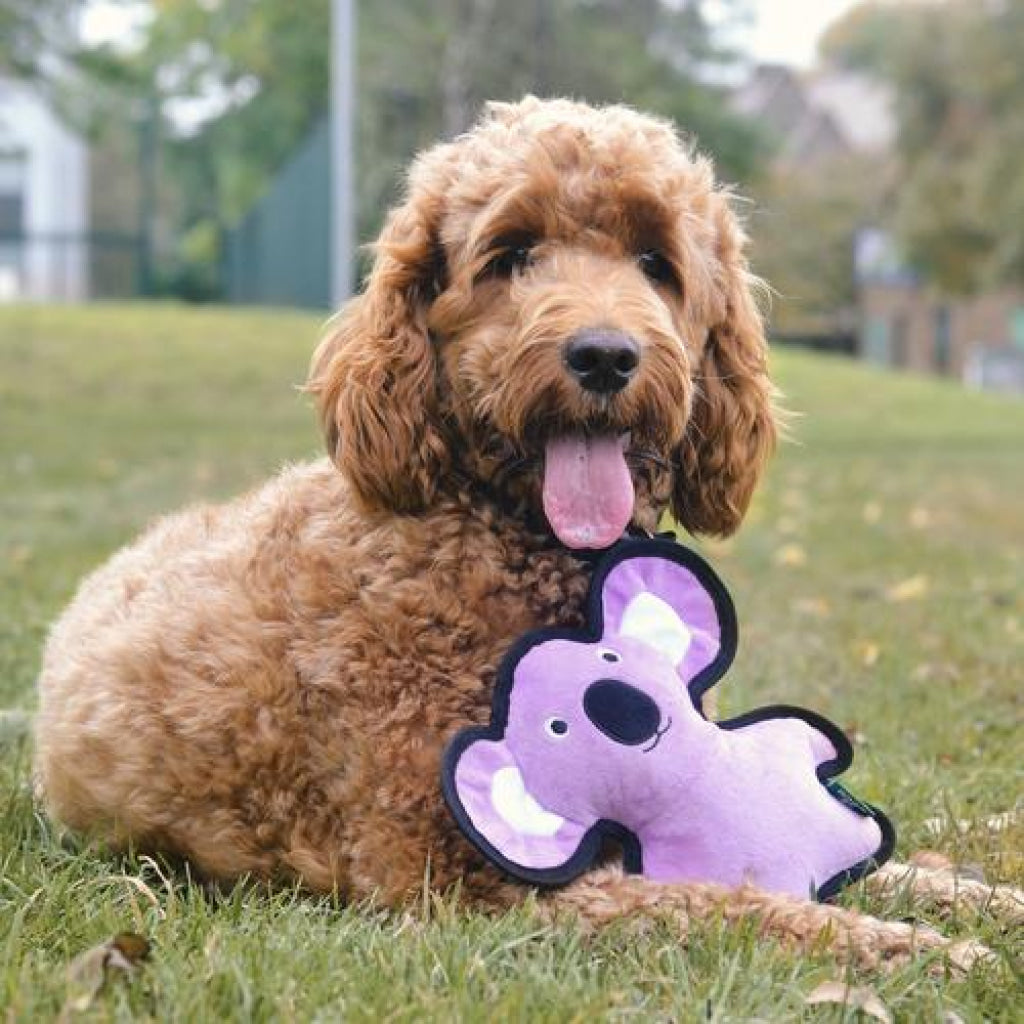 Beco Dog Toy Koala | Floats Squeaks Crinkles Sustainable Material - Dog Toys