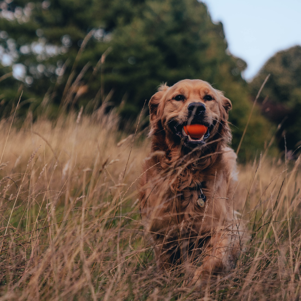 Beco Fetch Ball - Dog Toys