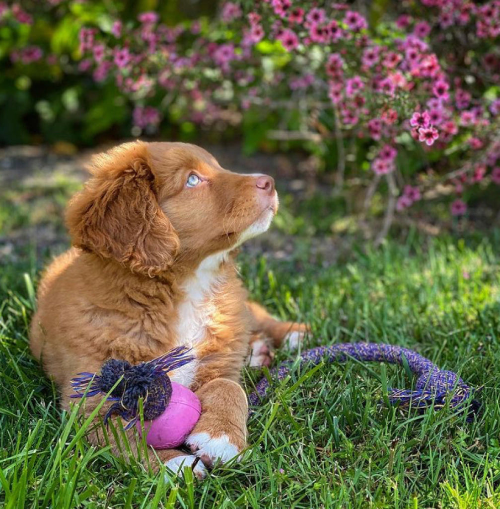 Beco Rubber Ball on Rope Pink - Dog Toys