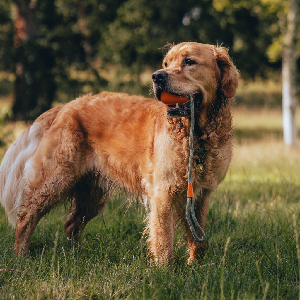 Beco Slinger Ball Toy - Dog Toys